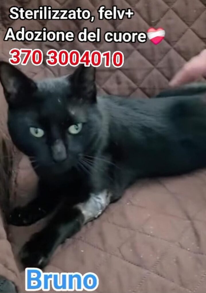 gattini cercano un'adozione