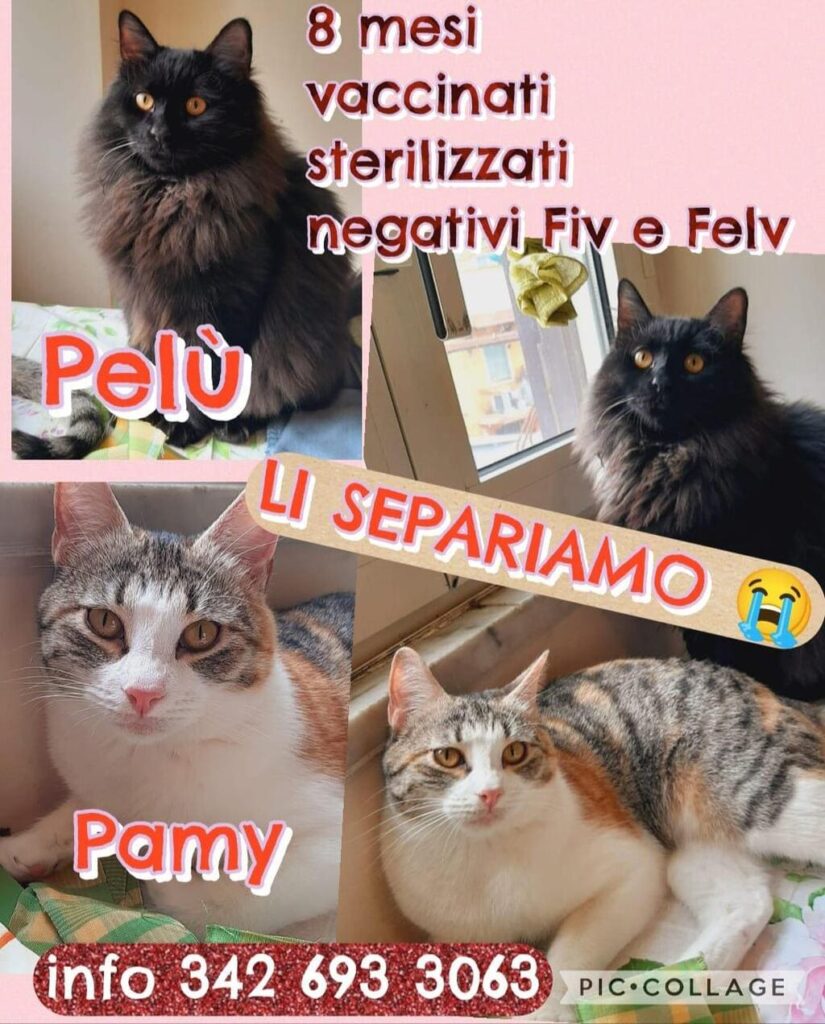 gattini cercano un'adozione