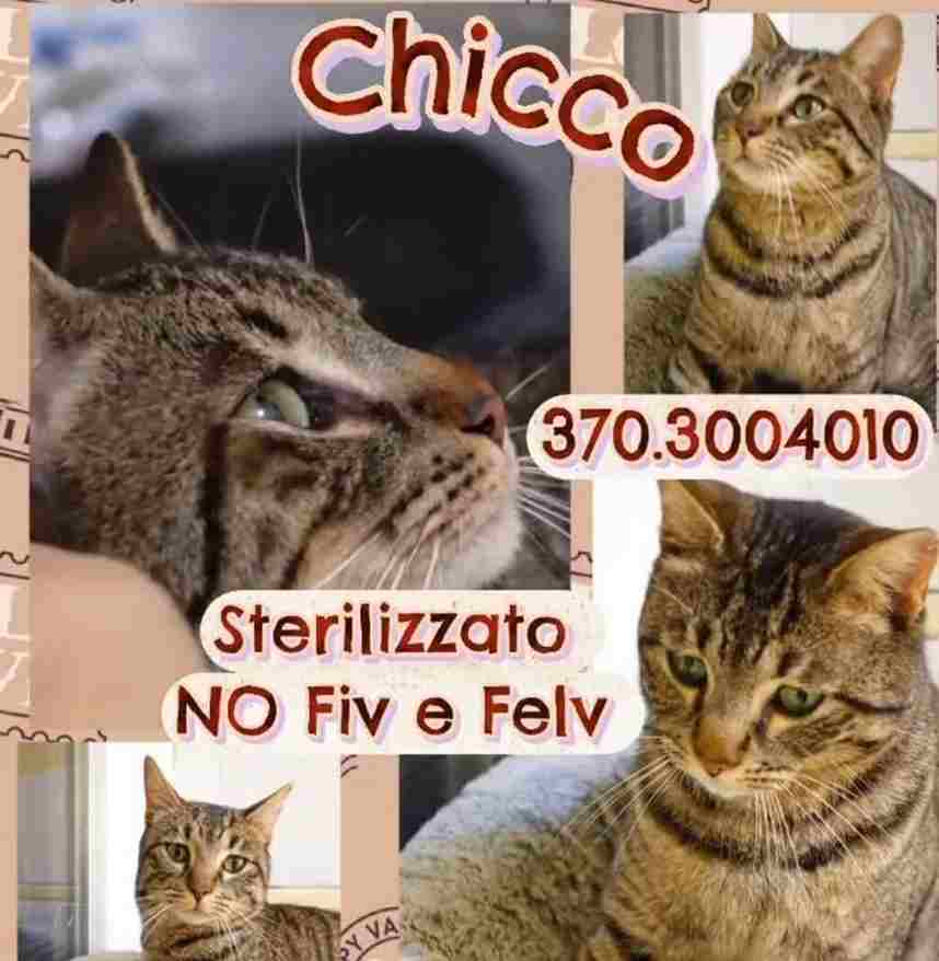 gattini cercano un'adozione