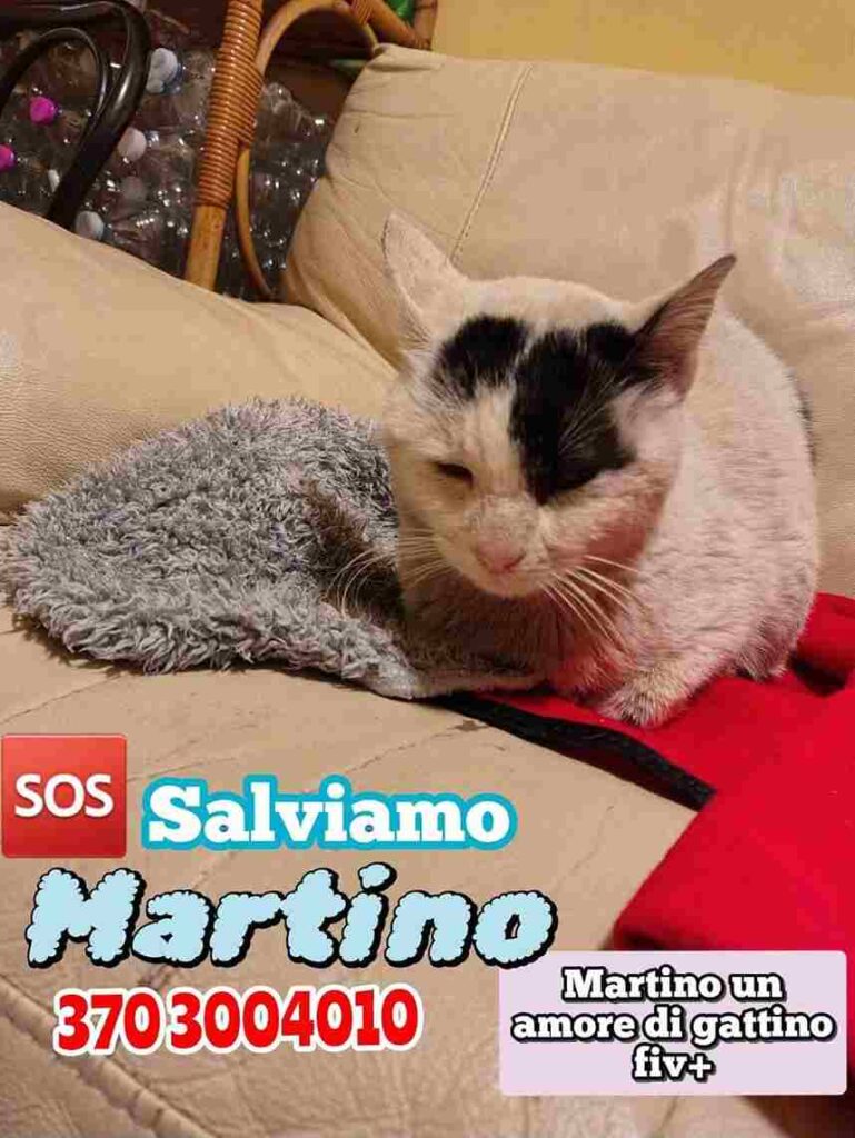 gattini cercano un'adozione