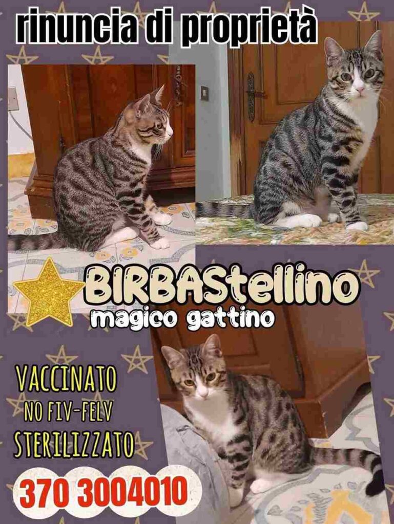 gattii cercano un'adozione