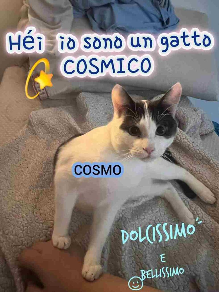 adottare un gattino