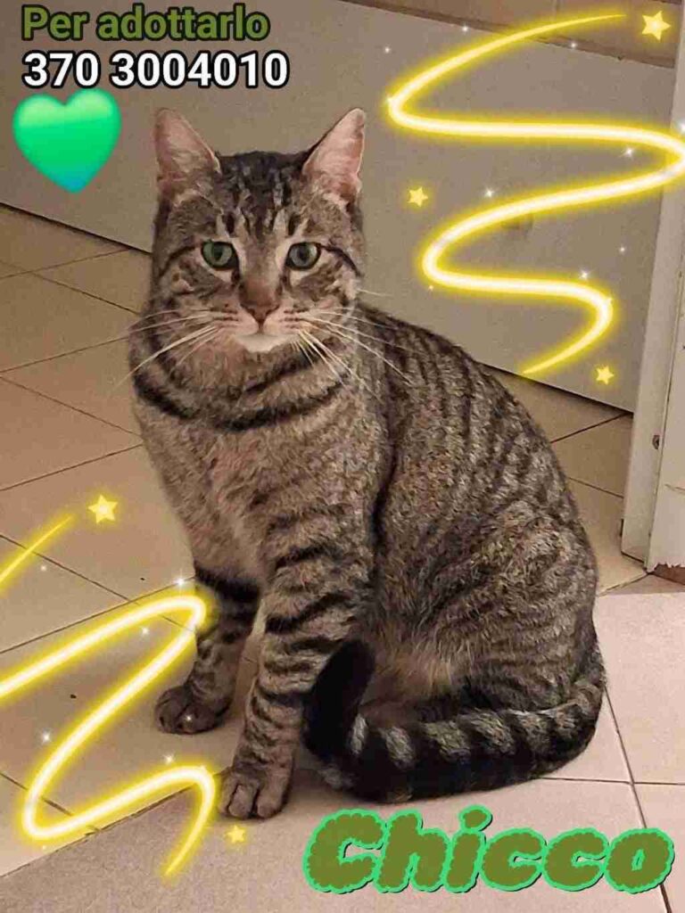 adottare gattino