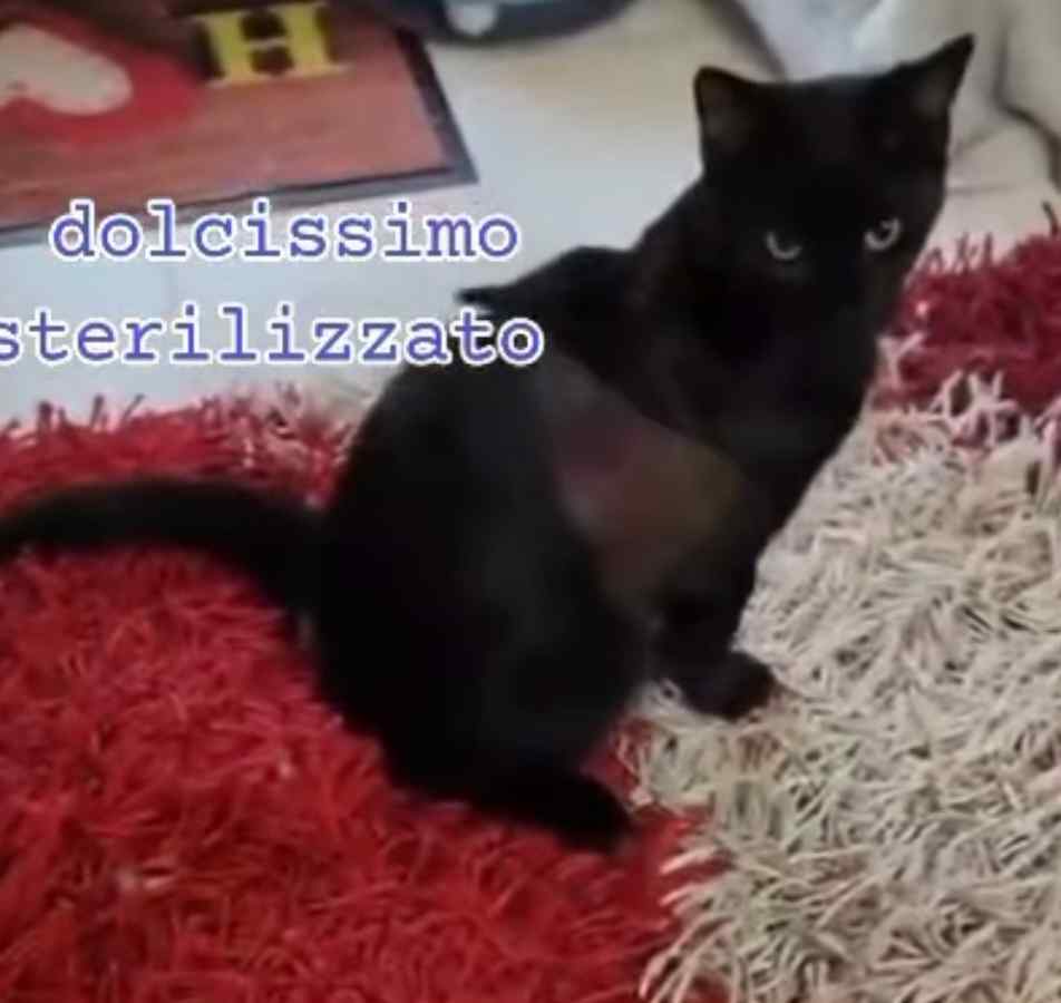 adottare gattino