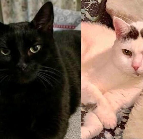 Salem e Lola gattine