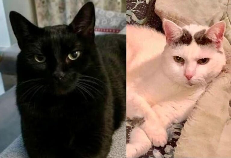 Salem e Lola gattine