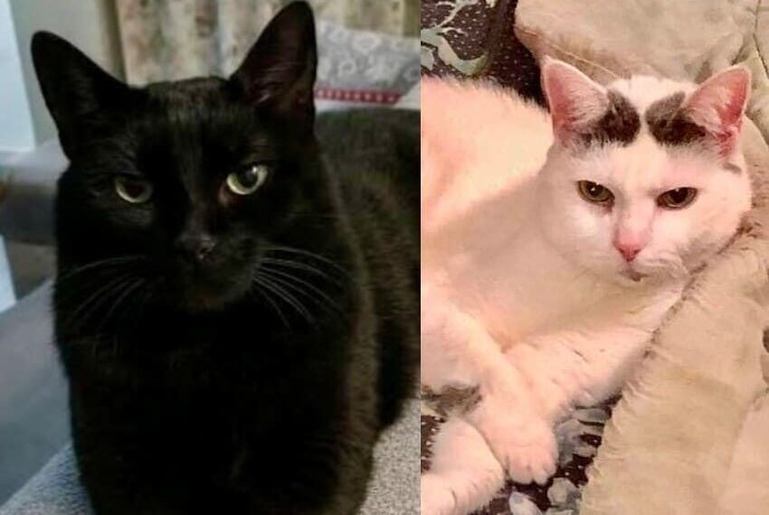 Salem e Lola gattine