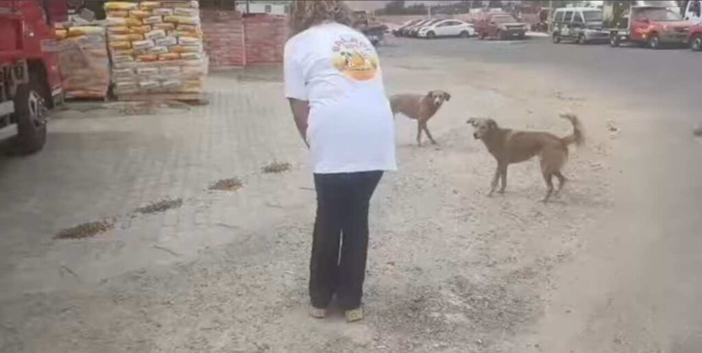 Cani randagi Sharm