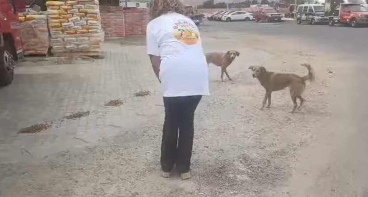 Cani randagi Sharm