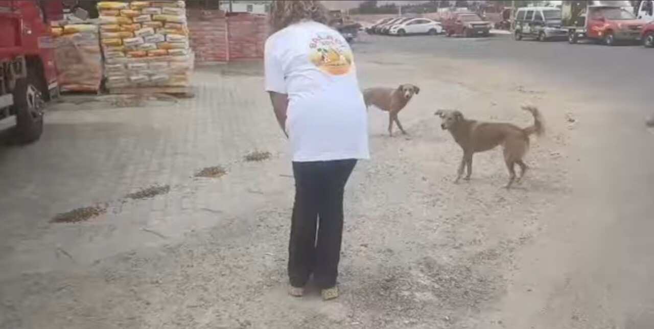Cani randagi Sharm