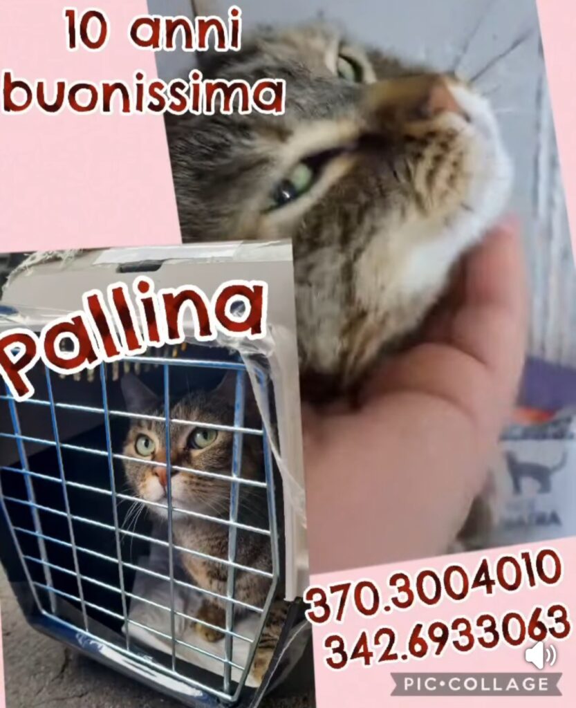 violenze su gattini