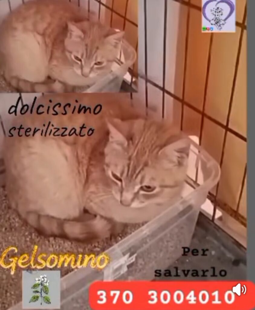 violenze su gattini