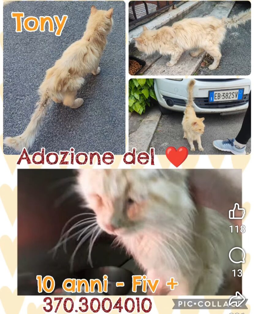 violenze su gattini