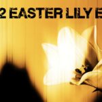 U2 Easter Lily EP recensione