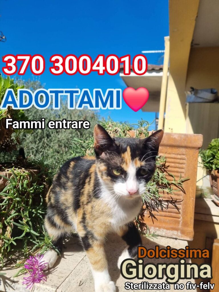 violenze su gattini