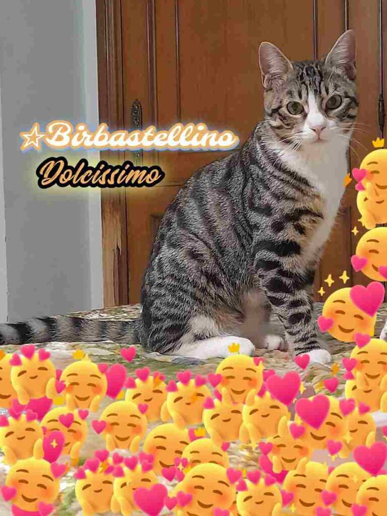 adottate un gattino