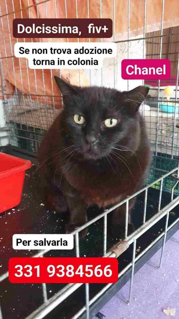adottate un gattino