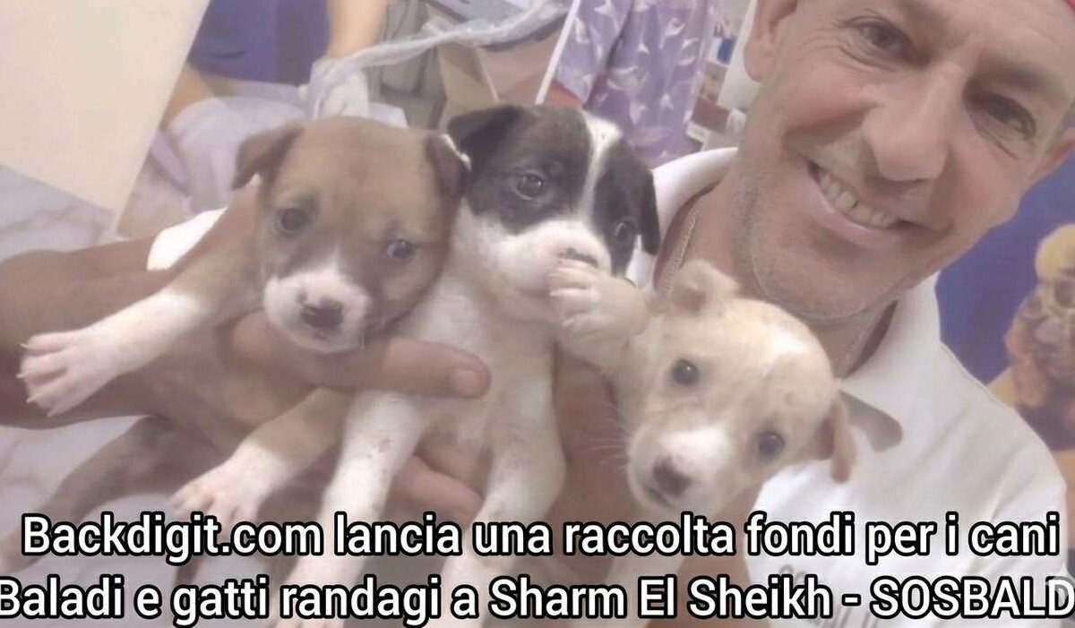 Raccolta fondi cani Baladi Sharm