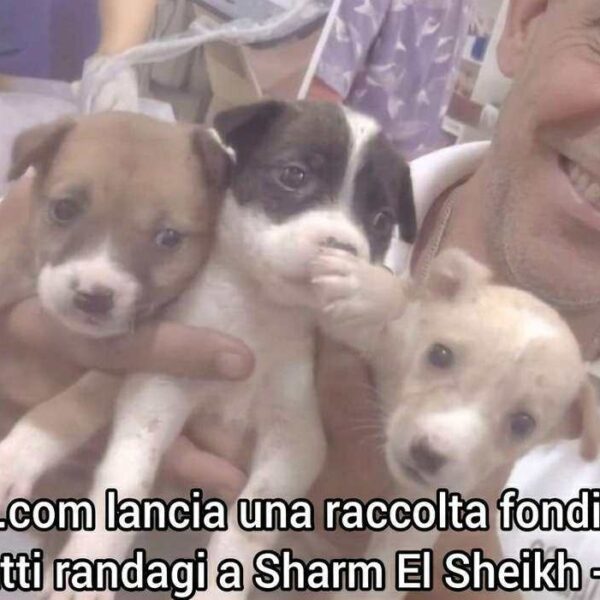Raccolta fondi cani Baladi Sharm