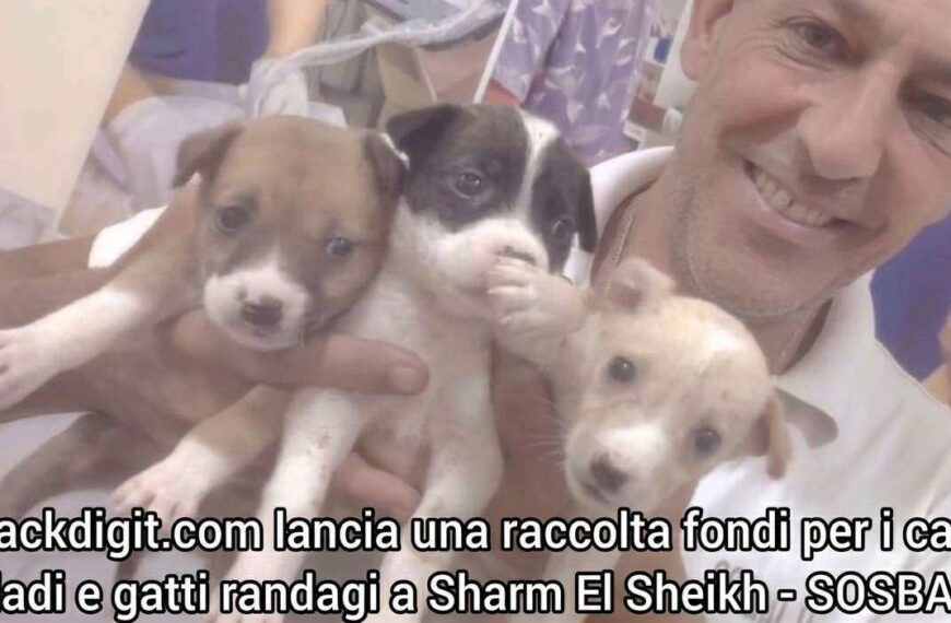 Raccolta fondi cani Baladi Sharm