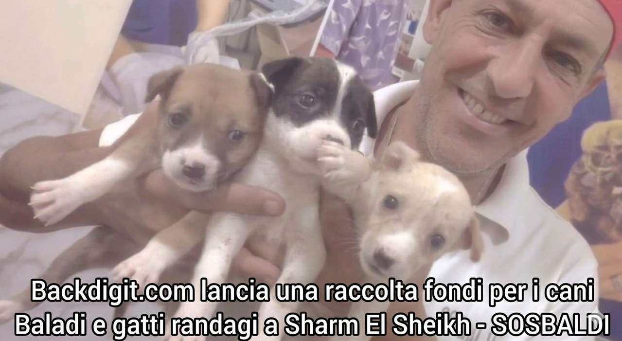 Raccolta fondi cani Baladi Sharm