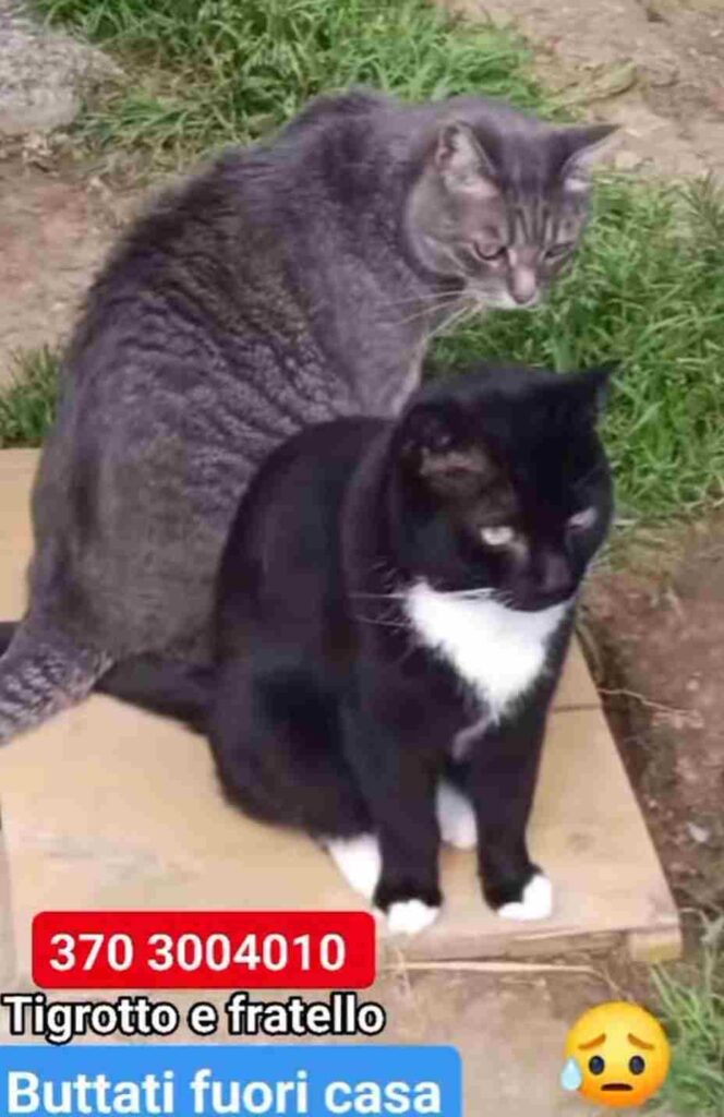 adottate un gattino