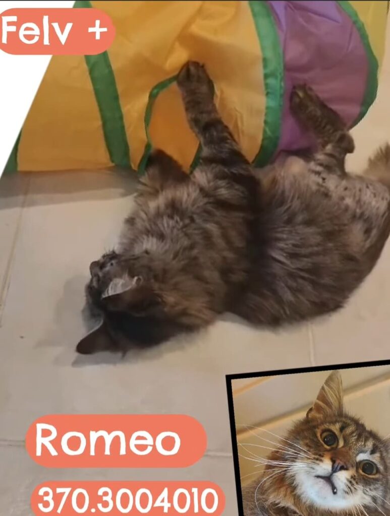 adottate un gattino