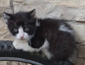 I mici di Lory