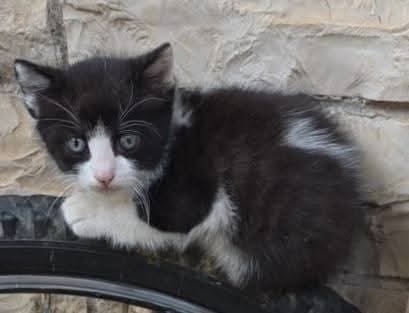 I mici di Lory