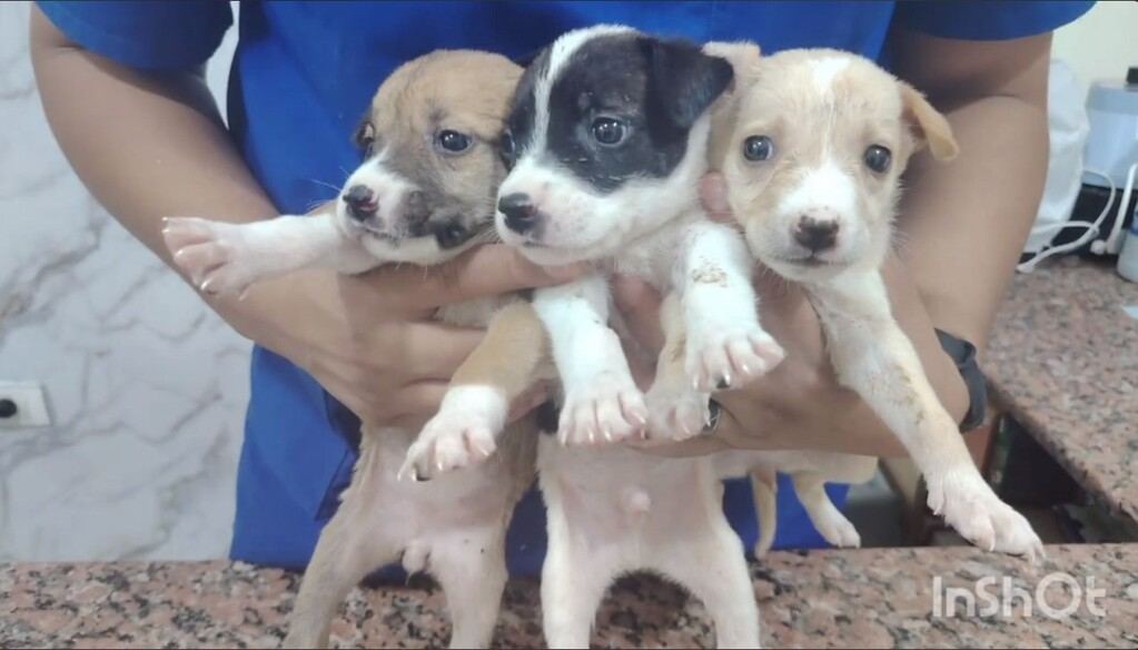 Raccolta fondi cani Baladi Sharm