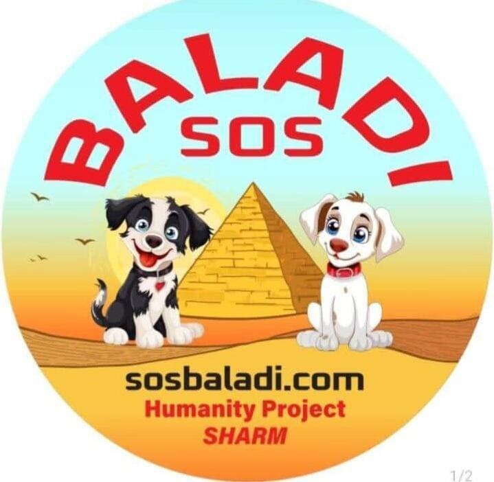 Raccolta fondi cani Baladi Sharm