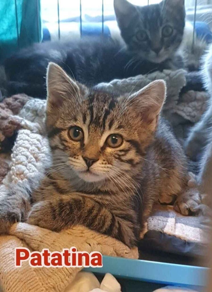 gatto abbandonato