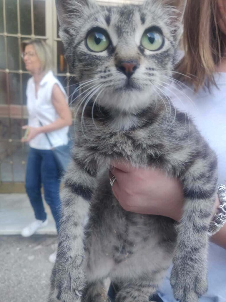 cuccioli di gattino
