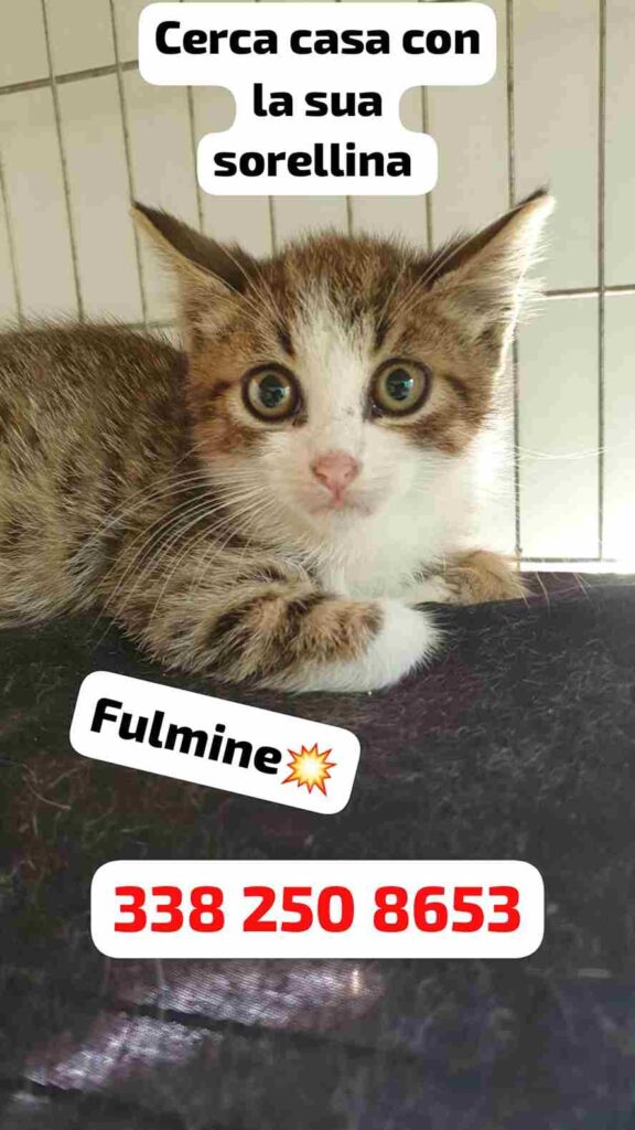 cuccioli di gattino