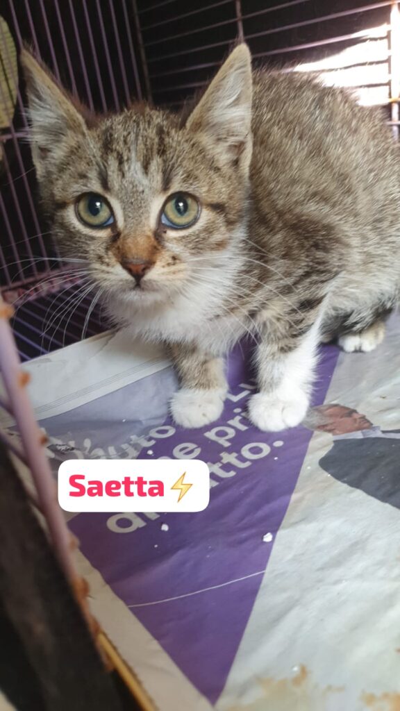 cuccioli di gattino