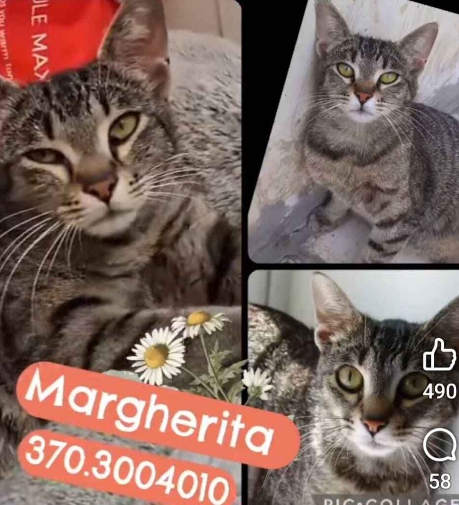 gatto abbandonato