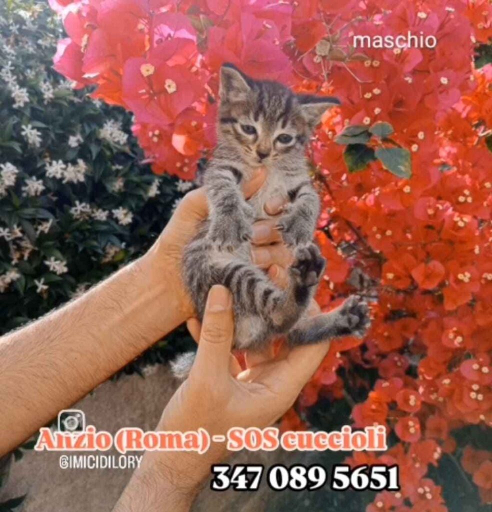 gatto abbandonato
