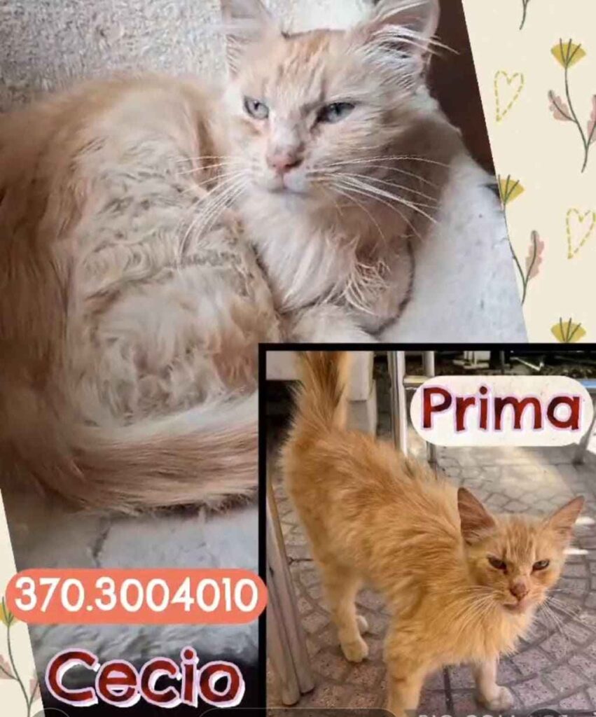 gatto abbandonato