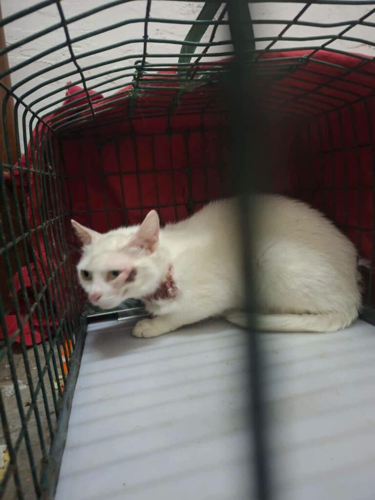 cuccioli di gattino