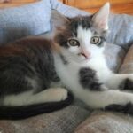 Cuccioli di gatto