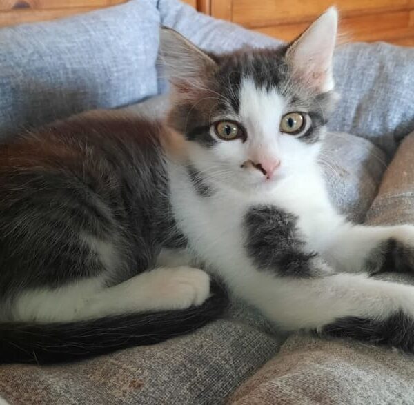 Cuccioli di gatto