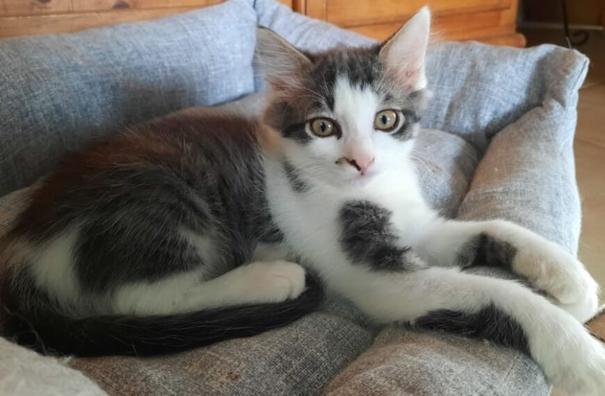 Cuccioli di gatto