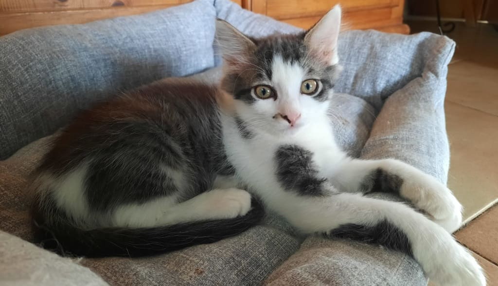Cuccioli di gatto