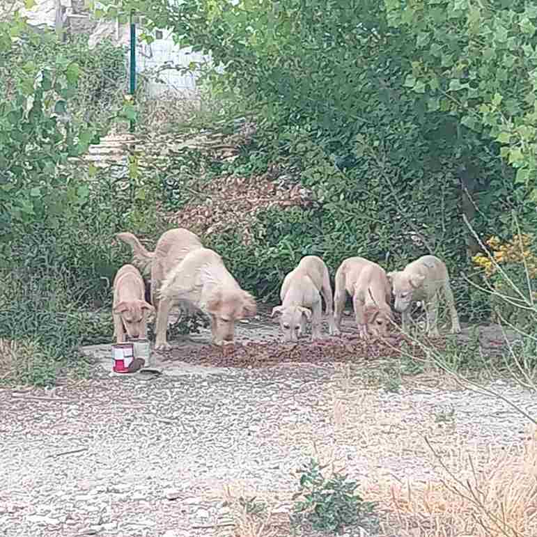 cani randagi a Tivoli