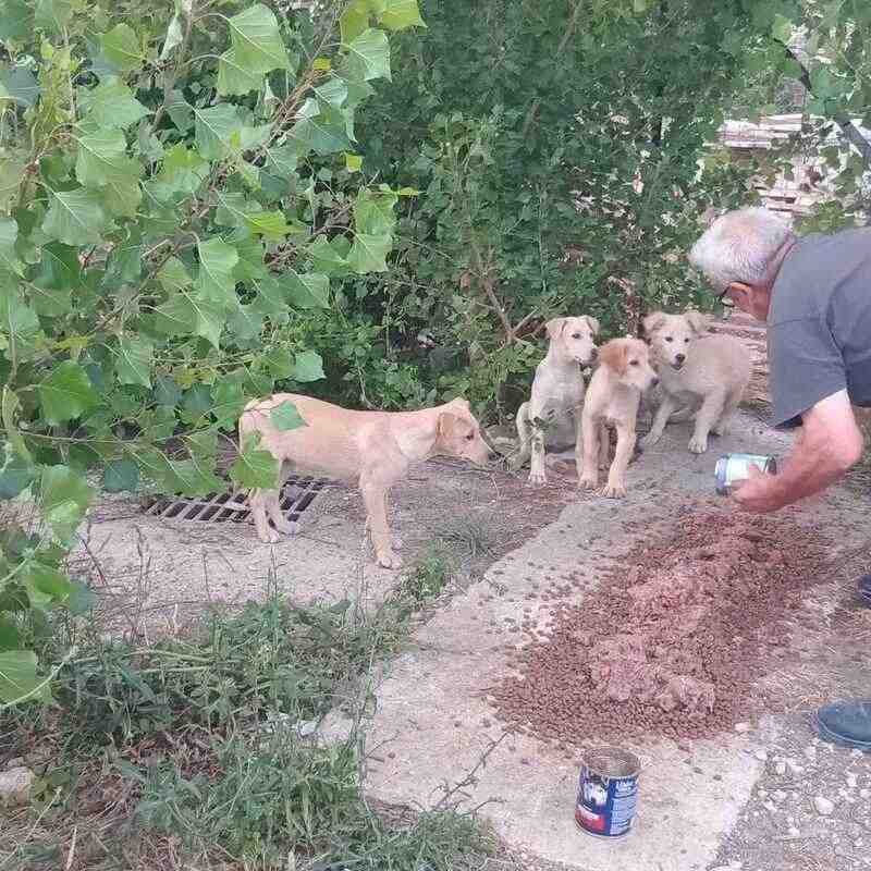 cani randagi a Tivoli