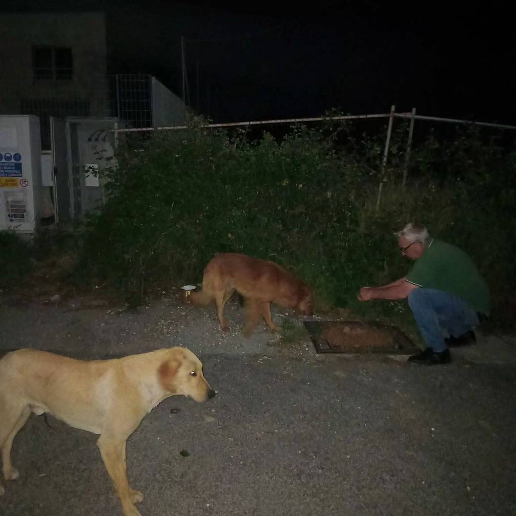 cani randagi a Tivoli