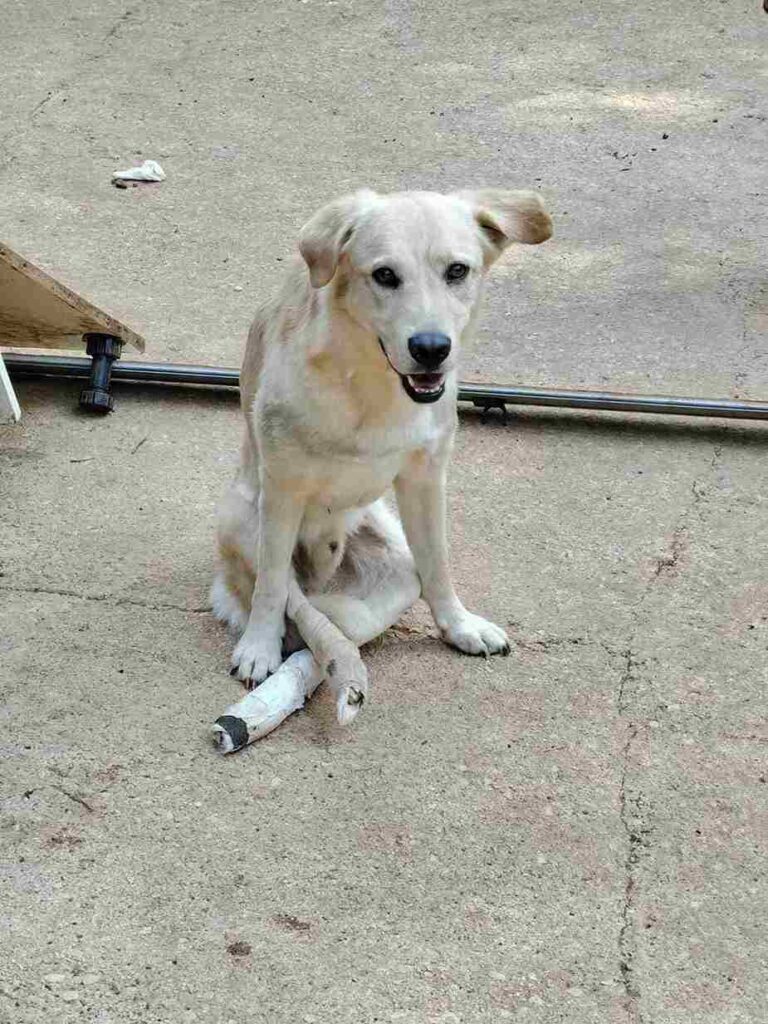 cagnolini cercano adozione