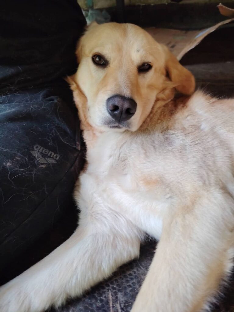 cagnolini cercano adozione