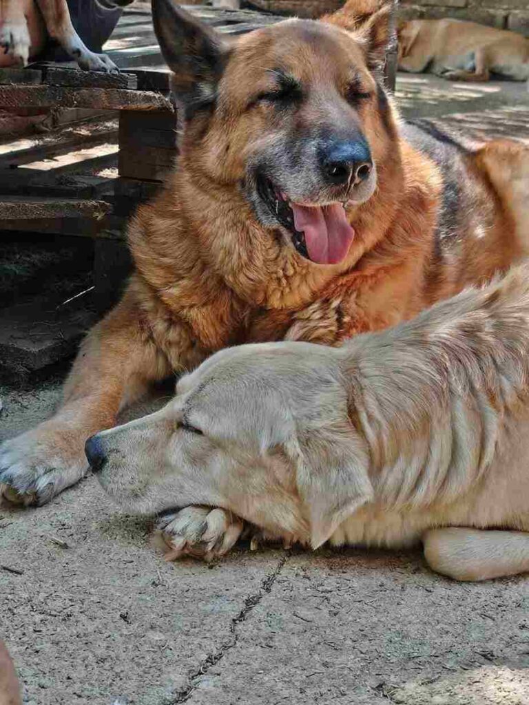 cagnolini cercano adozione