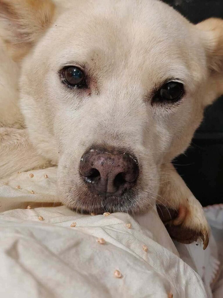 cagnolini cercano adozione
